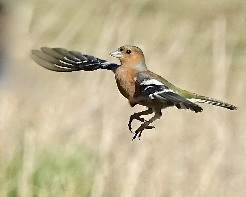 chaffinch